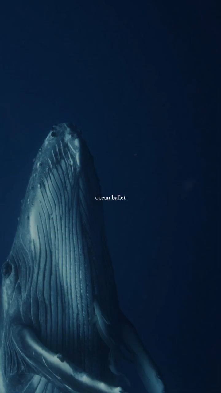 Swim with Whales